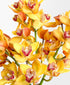 Vivid Gold Cymbidium (3 stalks, 24+ blooms)