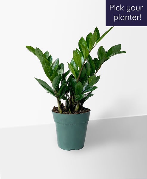 zz plant cancer ZZ Plant