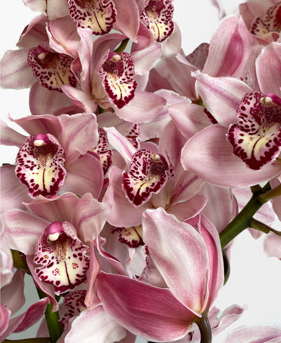 Dusty Rose Cymbidium (3 stalks 24+ blooms)