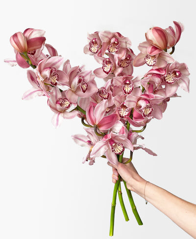 Dusty Rose Cymbidium (3 stalks 24+ blooms)