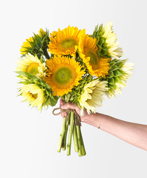 Citrus Burst Sunflowers (9 stems)