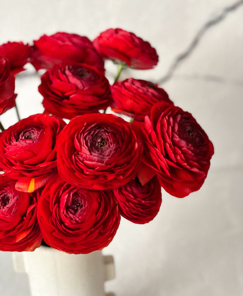 Red Velvet Ranunculus (18 stems)