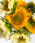 Citrus Burst Sunflowers (9 stems)