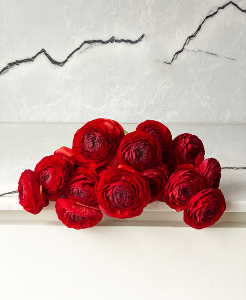 Red Velvet Ranunculus (18 stems)