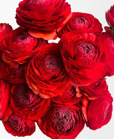 Red Velvet Ranunculus (18 stems)