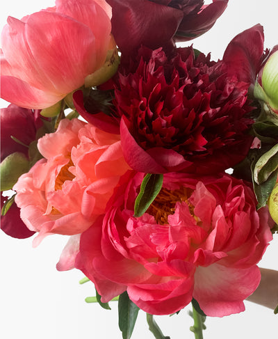 Mulled Wine Peonies (10 Stems)