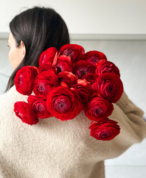 Red Velvet Ranunculus (18 stems)