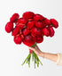 Red Velvet Ranunculus (18 stems)