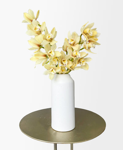 Ivory Cymbidium (18+ blooms, in vase)