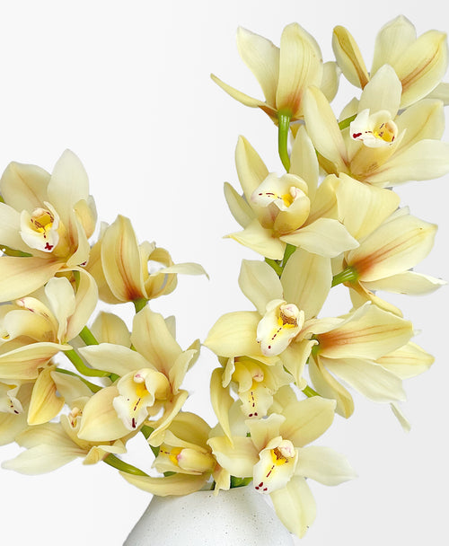 Ivory Cymbidium (18+ blooms, in vase)