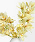 Ivory Cymbidium (18+ blooms, in vase)