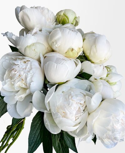 Chantilly White Peonies (12 Stems)