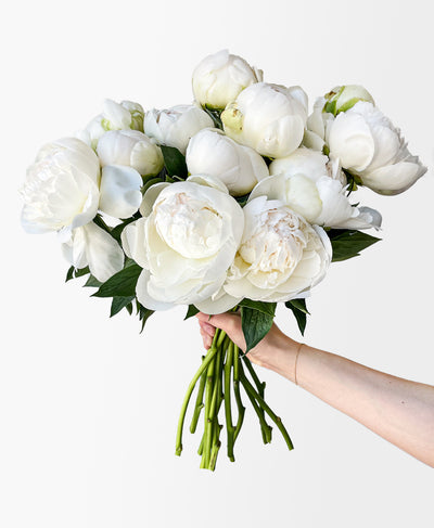 Chantilly White Peonies (12 Stems)
