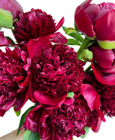 Red Wine Peonies (10 Stems)