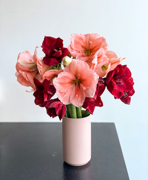 Peppermint Puff Amaryllis (6 stems, 14+ blooms)