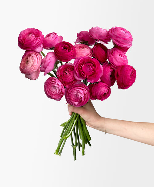 Premium Ranunculus Mixed Hot Pink Ranunculus (20 stems) - Flower Care