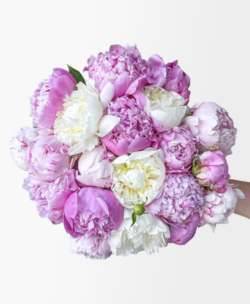 Double Scoop of Peonies (20 Stems)