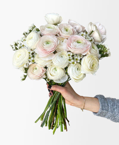 First Blush Ranunculus (18+ stems)