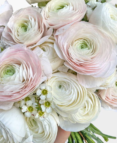 First Blush Ranunculus (18+ stems)